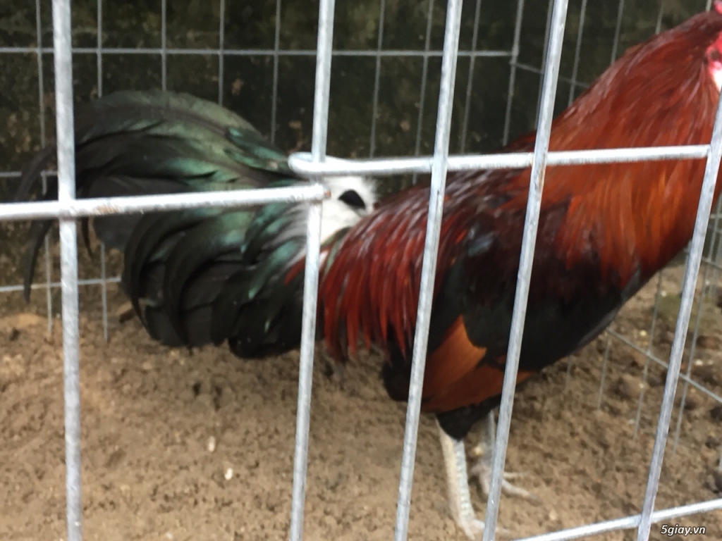 Bán gà tre và gà nòi lai mỹ - 17