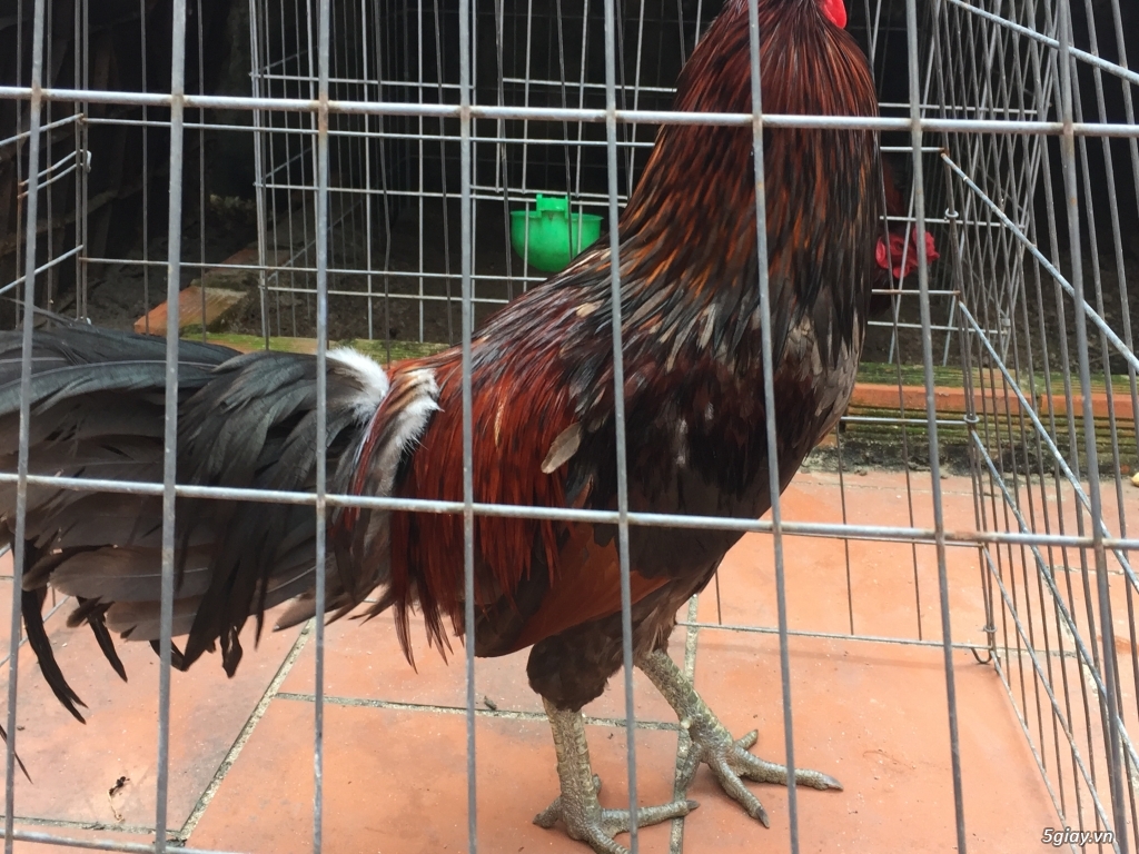 Bán gà tre và gà nòi lai mỹ - 2