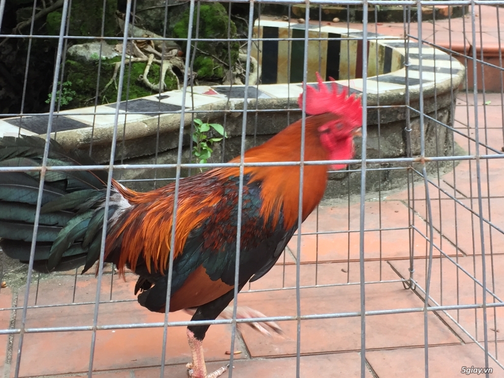 Bán gà tre và gà nòi lai mỹ - 22