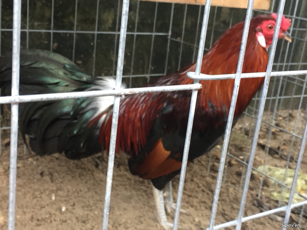 Bán gà tre và gà nòi lai mỹ - 16