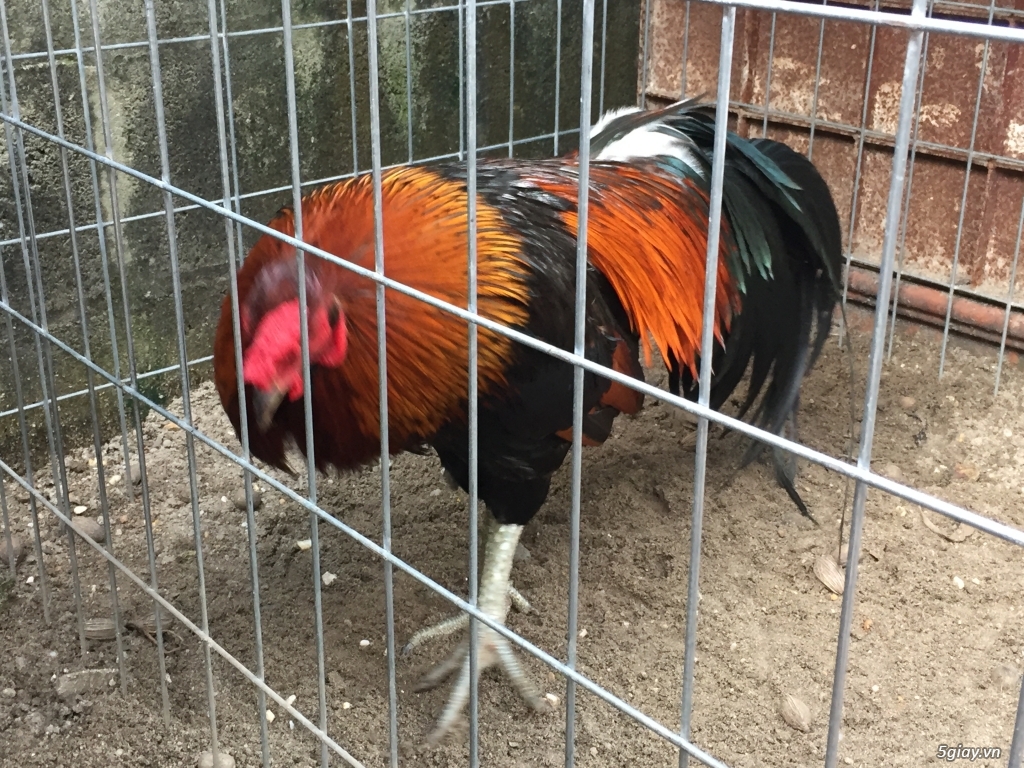 Bán gà tre và gà nòi lai mỹ - 14