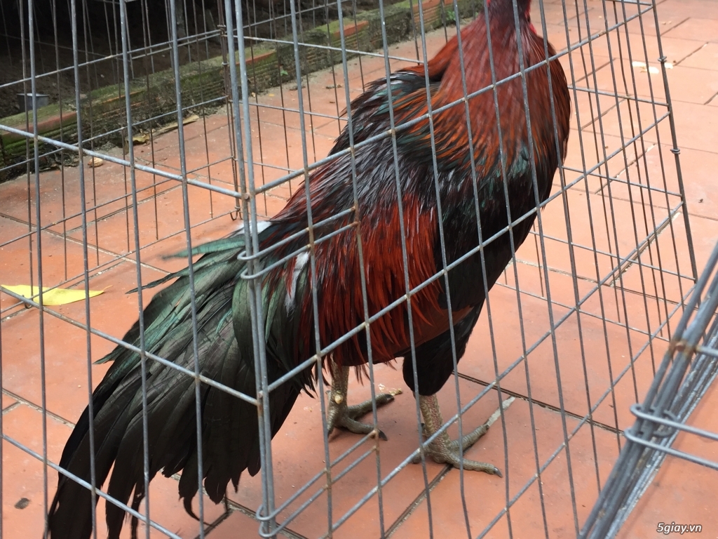 Bán gà tre và gà nòi lai mỹ - 7