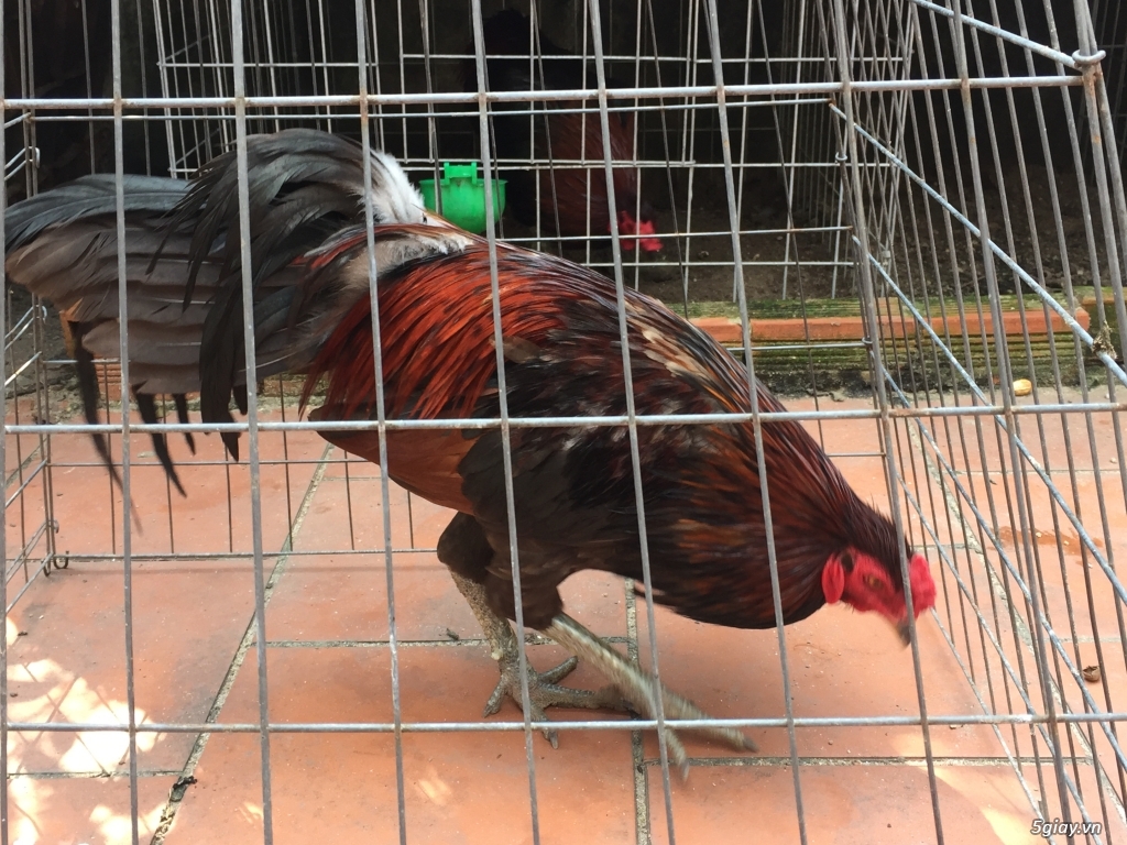 Bán gà tre và gà nòi lai mỹ - 4