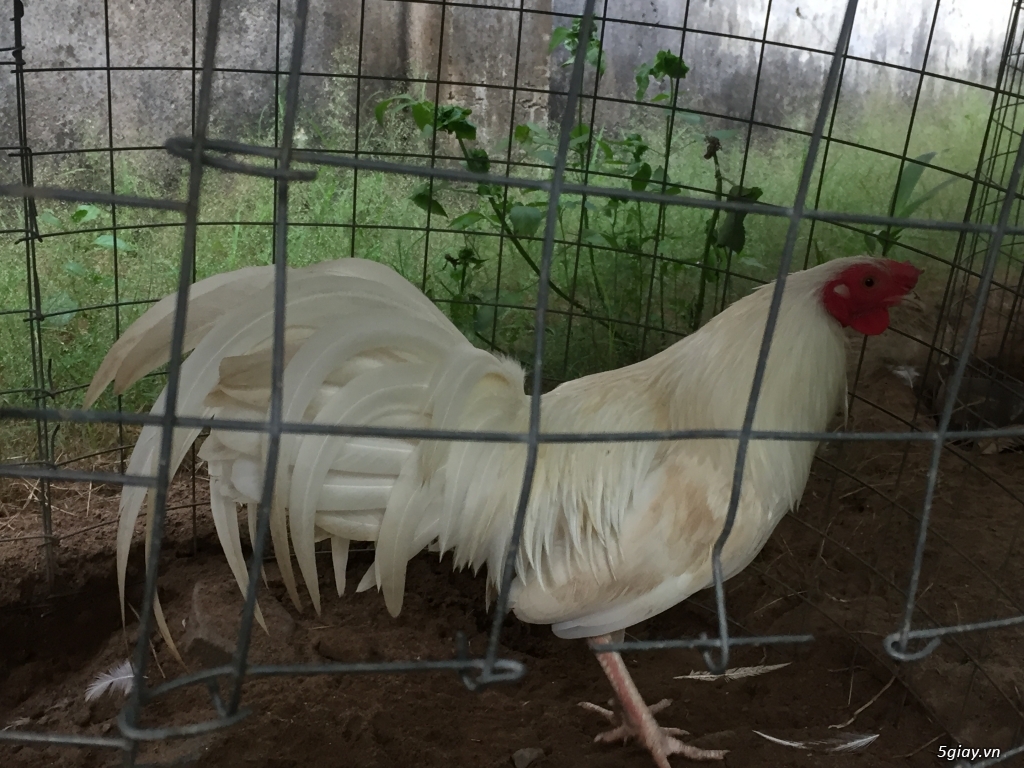 Bán gà tre và gà nòi lai mỹ - 33