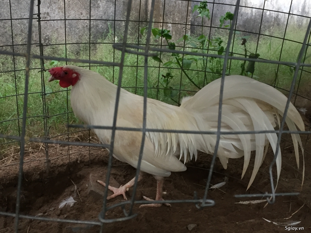 Bán gà tre và gà nòi lai mỹ - 34