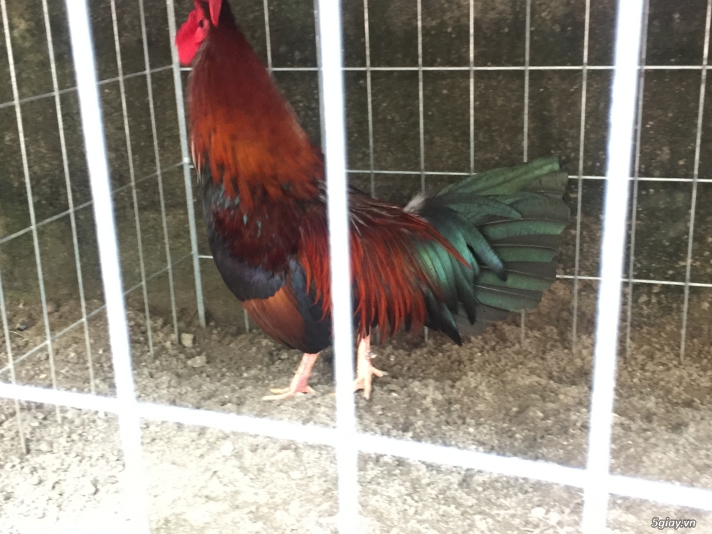 Bán gà tre và gà nòi lai mỹ - 36