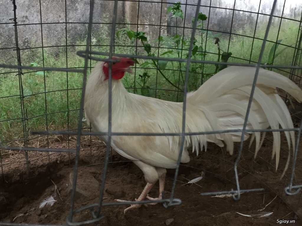 Bán gà tre và gà nòi lai mỹ - 31