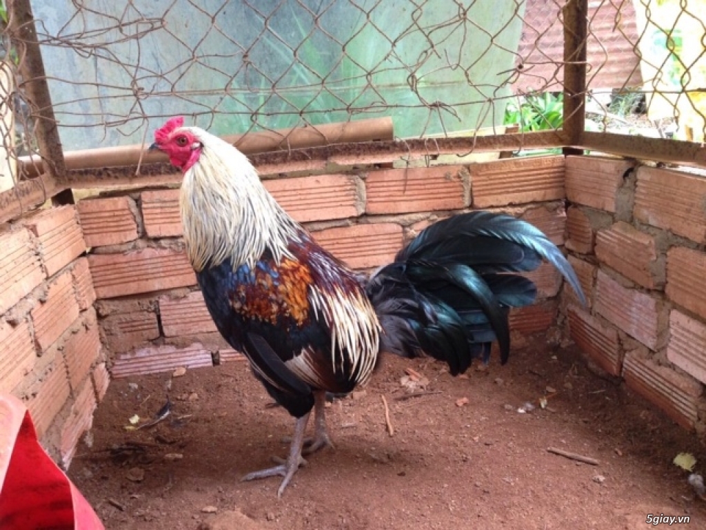chuyên cung cấp gà tre, gà lông.
