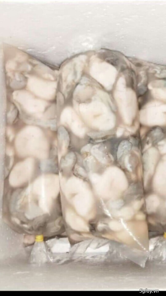 Ruột hào sữa tươi mập căng mọng sữa ngon bổ rẻ cho ace nhâm nhi đây - 5