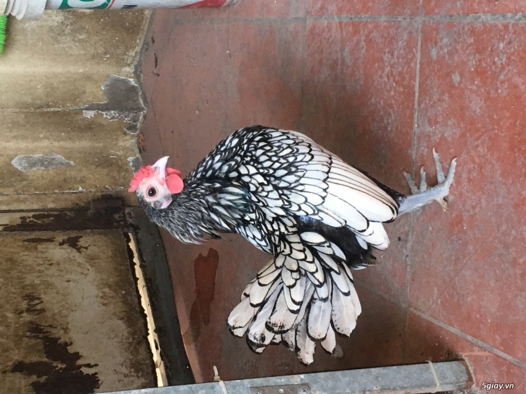 Trống vẫy cá bạc 4 tháng thanh lý