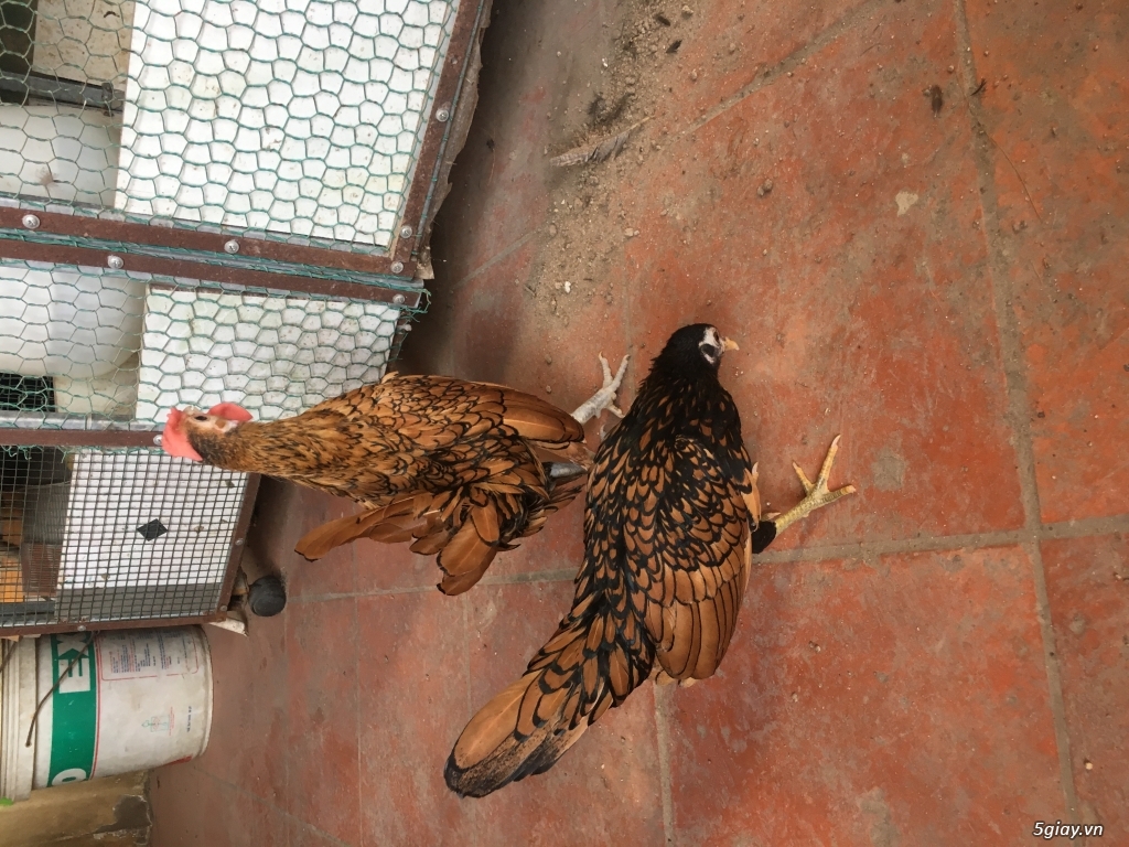 Bộ vẫy cá đồng thanh lý - 3