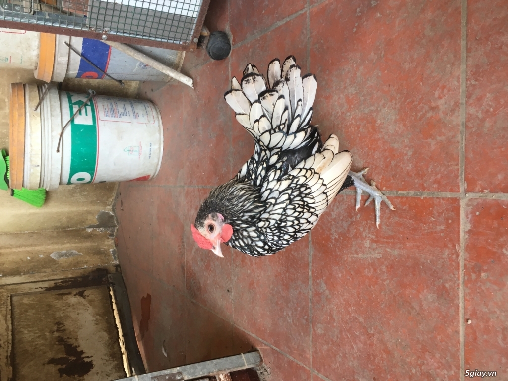 Trống vẫy cá bạc 4 tháng thanh lý - 2