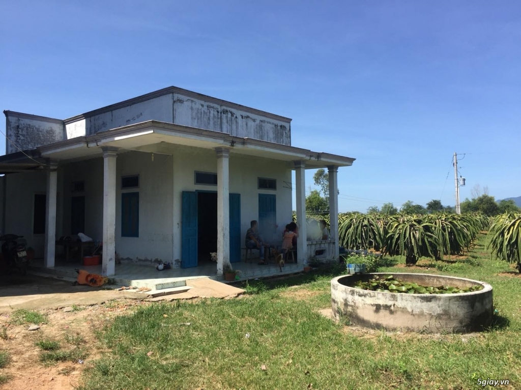 Bán đất trồng thanh long 9200m2, 1000 trụ thanh long. Bình Thuận - 1