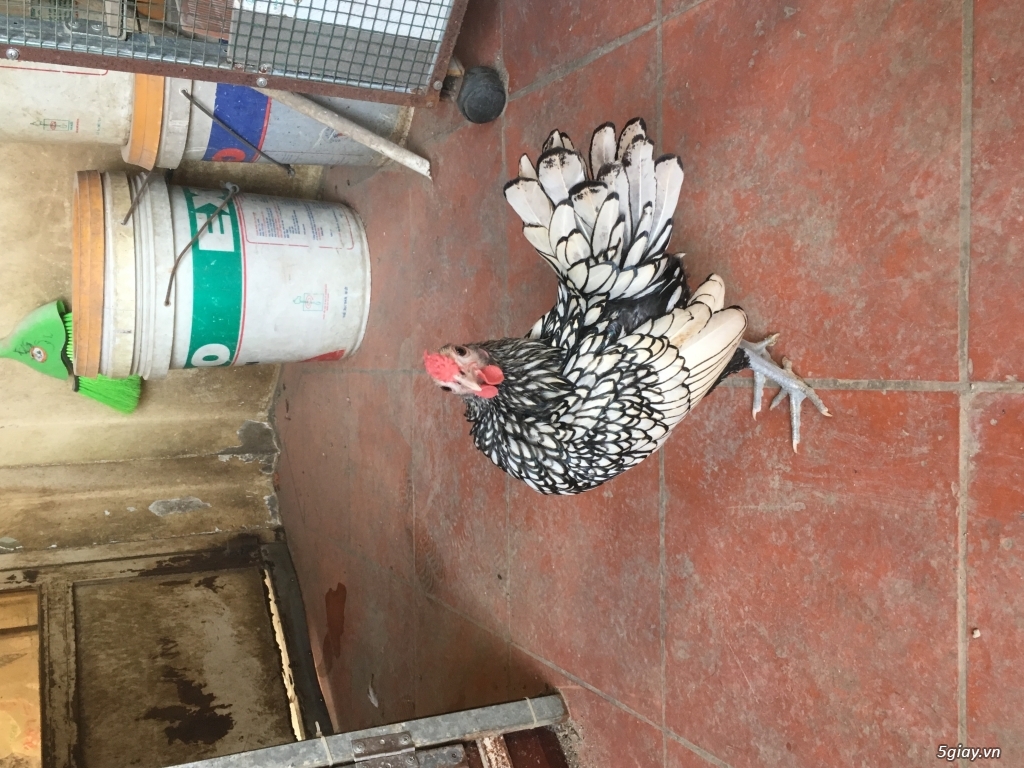 Trống vẫy cá bạc 4 tháng thanh lý - 4