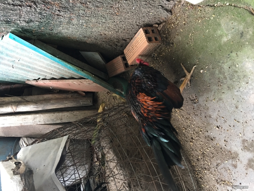 Thanh lý mấy em tre asil,jap rặc - 4