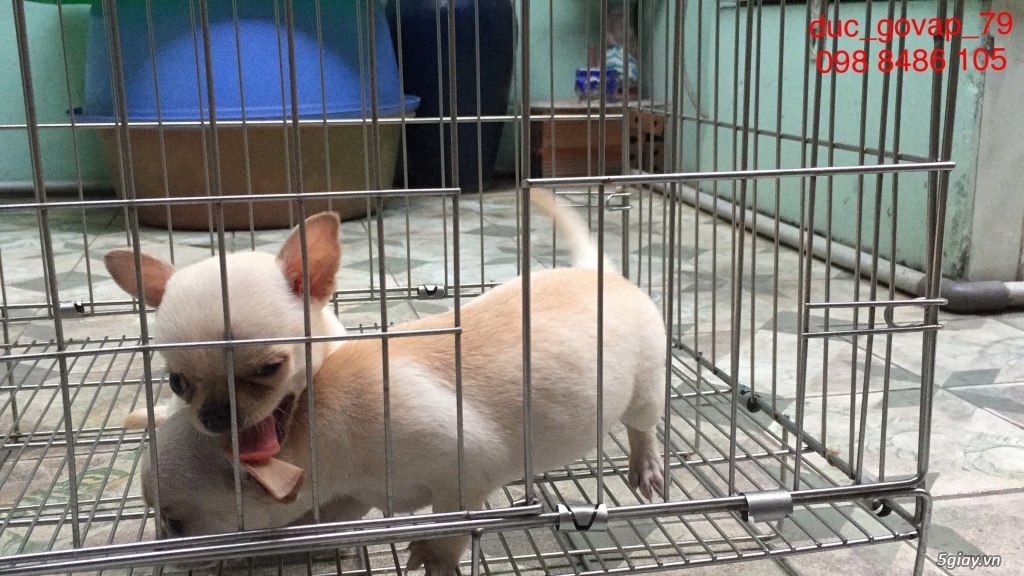 Cần bán bầy Phóc sóc & Chihuahua - 4