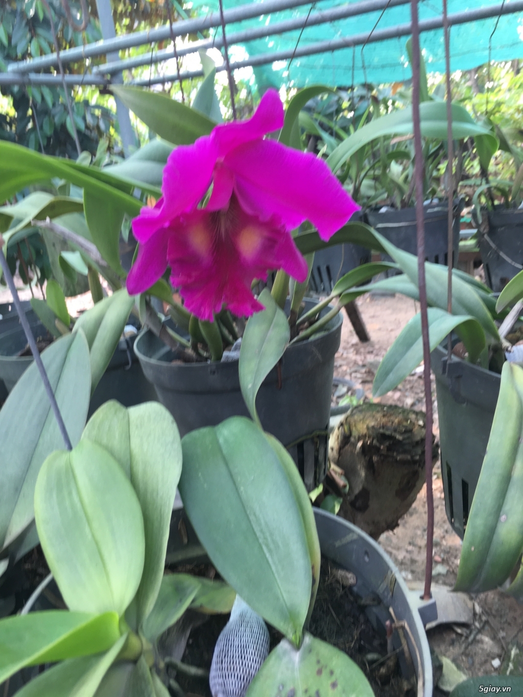 Hoa lan cattleyga đỏ.