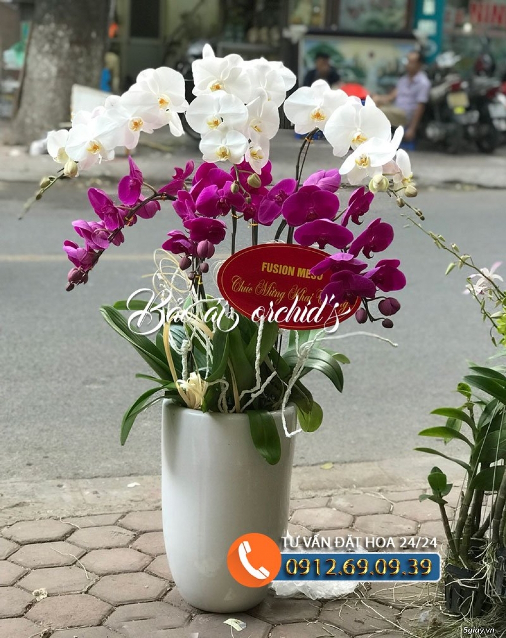 Địa chỉ bán hoa lan hồ điệp uy tín nhất HÀ NỘI giá rẻ - 31