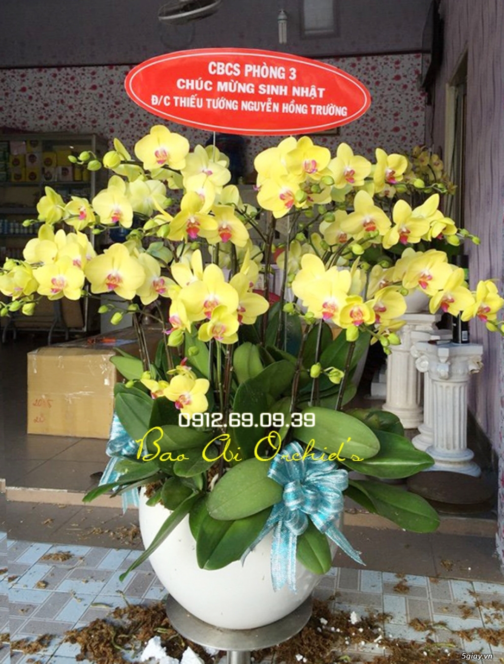 Địa chỉ bán hoa lan hồ điệp uy tín nhất HÀ NỘI giá rẻ - 28