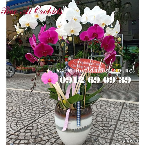 Địa chỉ bán hoa lan hồ điệp uy tín nhất HÀ NỘI giá rẻ - 25