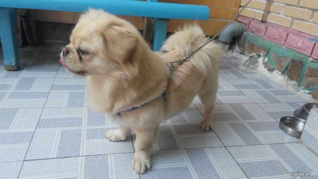 Chó bắc kinh đực - 2