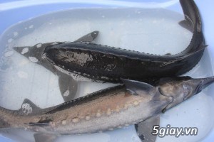 Cần Bán Cá Tầm Sông Đà
