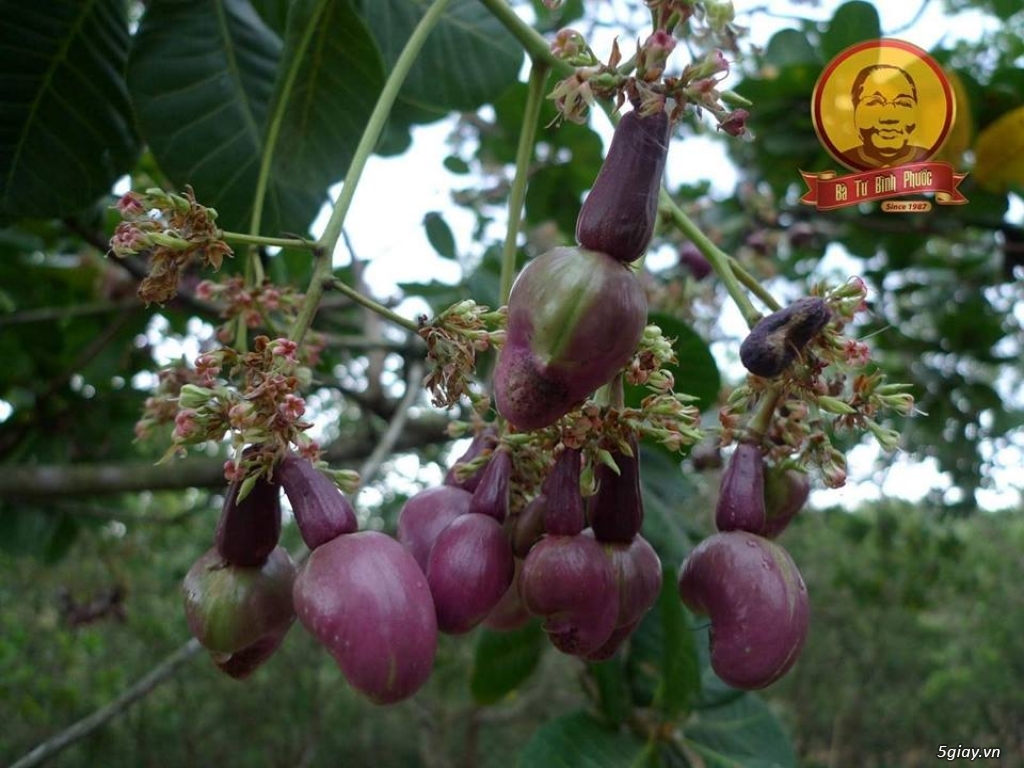 HẠT ĐIỀU RANG MUỐI THƯƠNG HIỆU  BÀ TƯ BÌNH PHƯỚC - 2