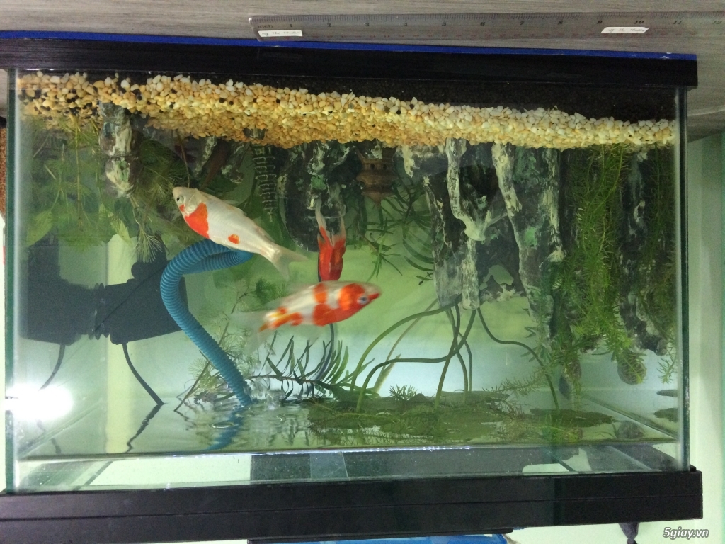 Hồ Thuỷ Sinh - 1