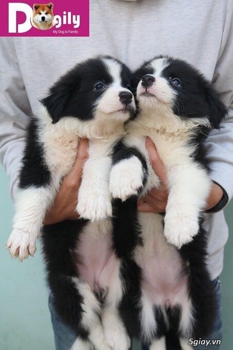 Bán đàn collie đen trắng tuyệt đẹp Bán đàn collie đen trắng tuyệt đẹp