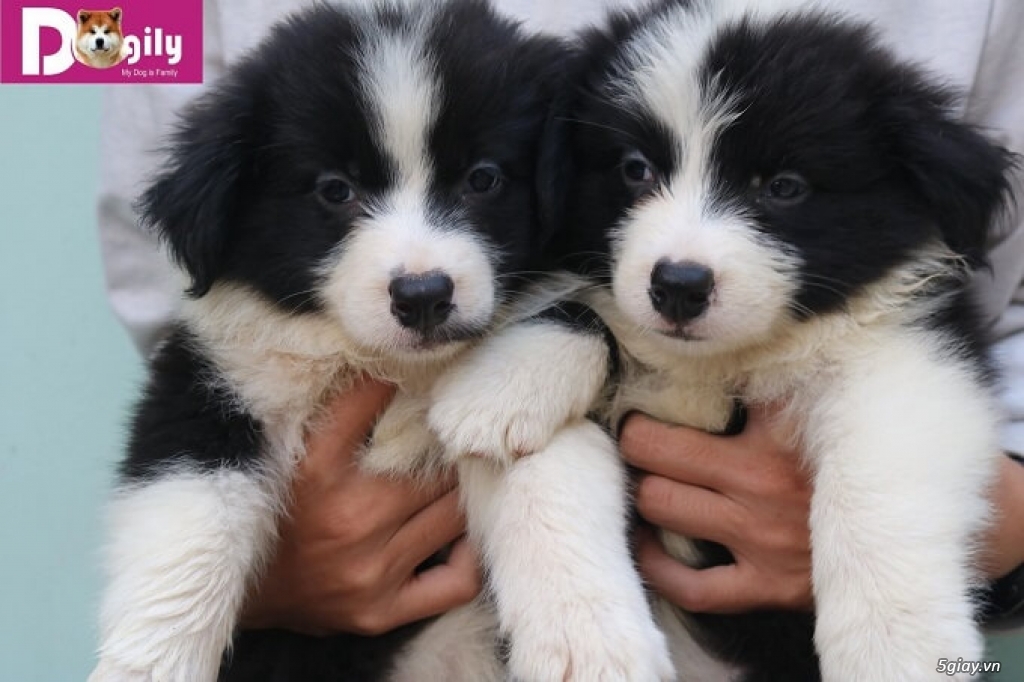 Bán đàn collie đen trắng tuyệt đẹp Bán đàn collie đen trắng tuyệt đẹp