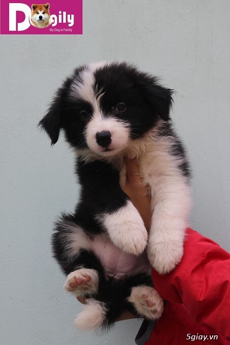 Bán đàn collie đen trắng tuyệt đẹp Bán đàn collie đen trắng tuyệt đẹp