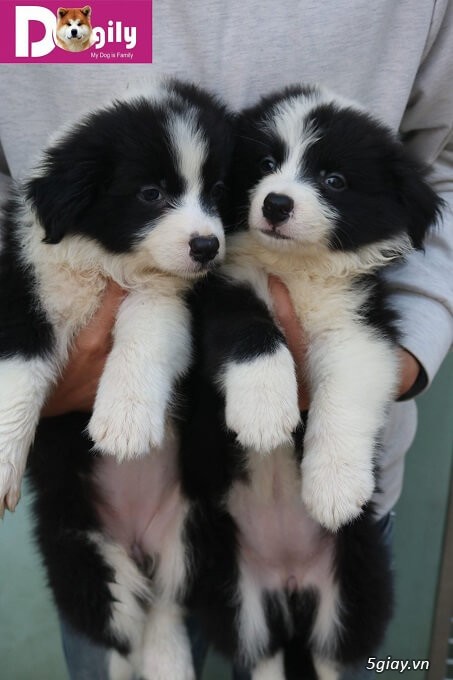 Bán đàn collie đen trắng tuyệt đẹp Bán đàn collie đen trắng tuyệt đẹp
