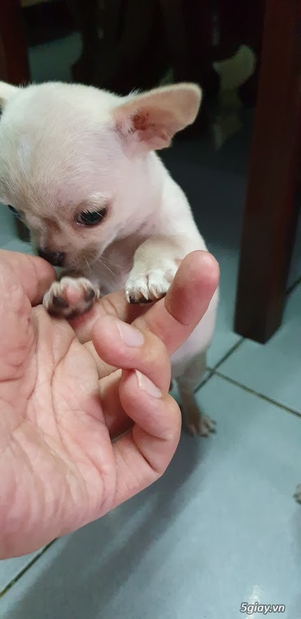 Chihuahua thuần nhà đẻ 2 tháng đã tiêm ngừa! - 1