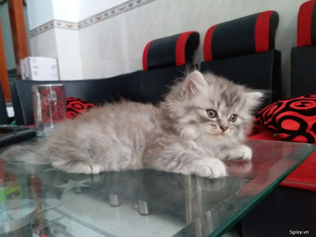 Mèo Anh Lông Ngắn (ALN) màu silver Tabby cực dễ thương - 1