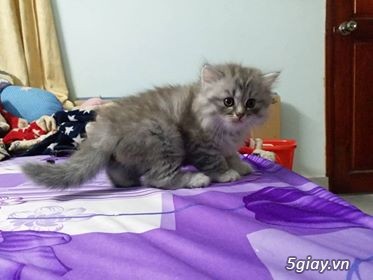 Mèo Anh Lông Ngắn (ALN) màu silver Tabby cực dễ thương