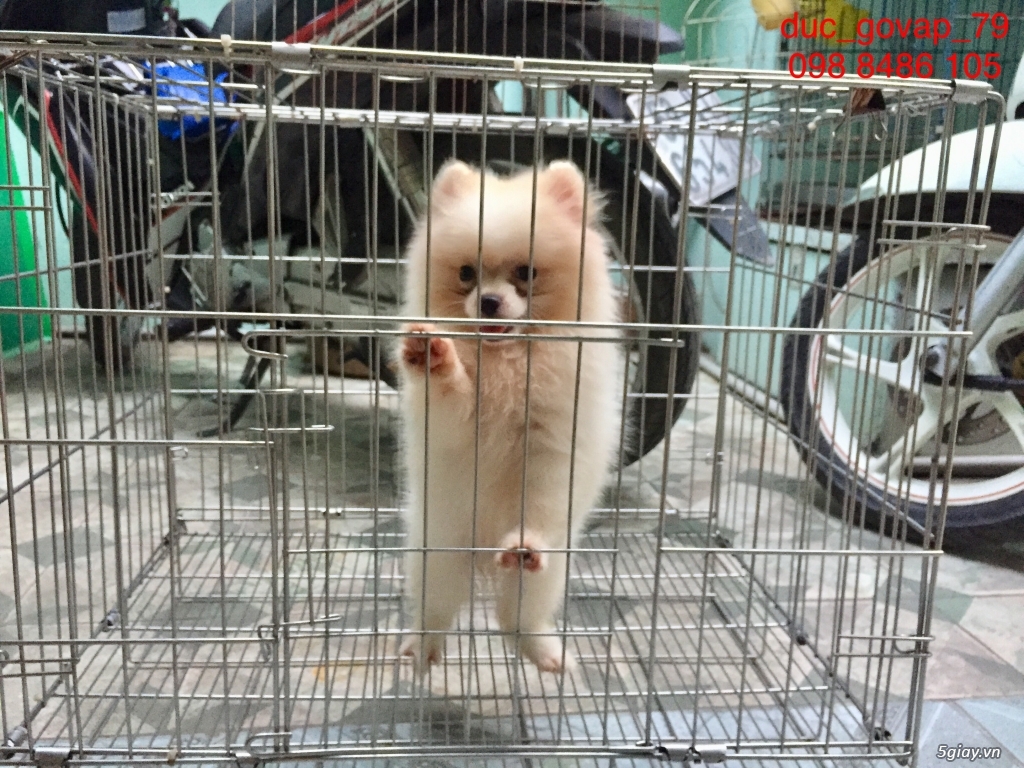 Cần bán bầy Phóc sóc gồm 5 đực - 2 cái - 6