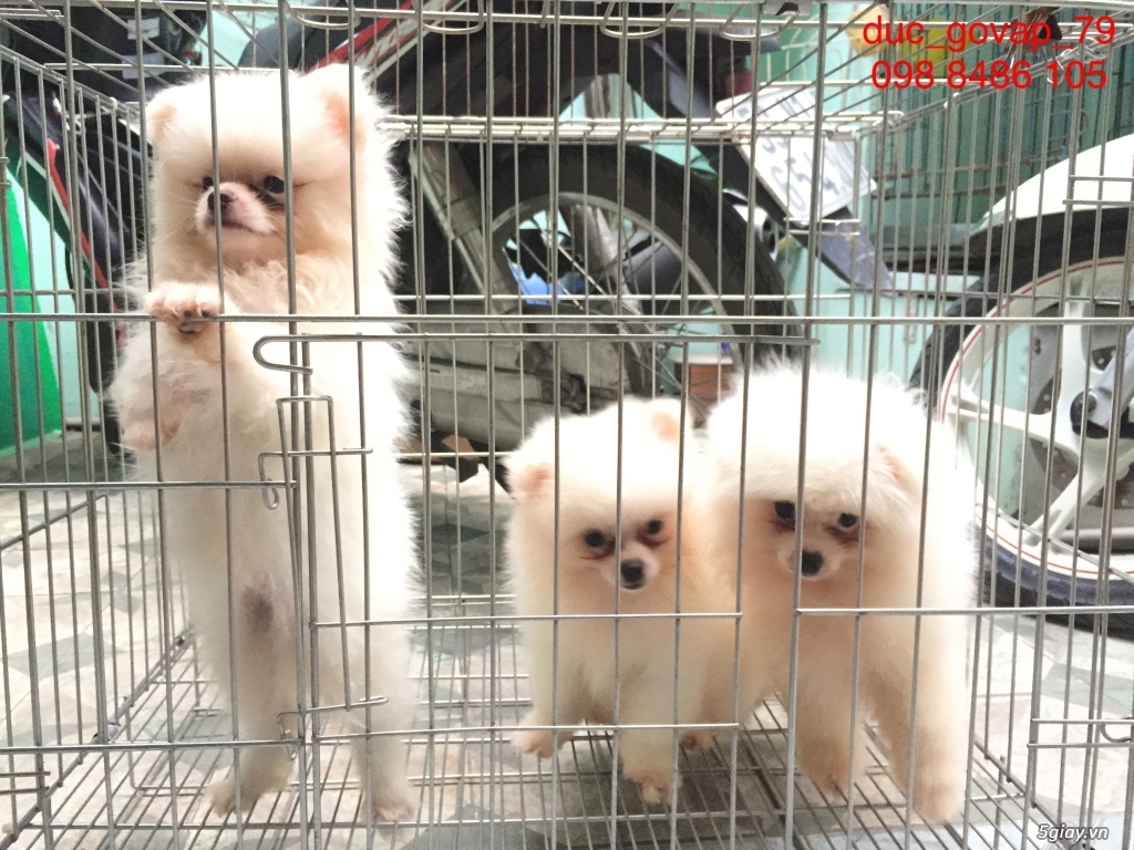 Cần bán bầy Phóc sóc gồm 5 đực - 2 cái - 1