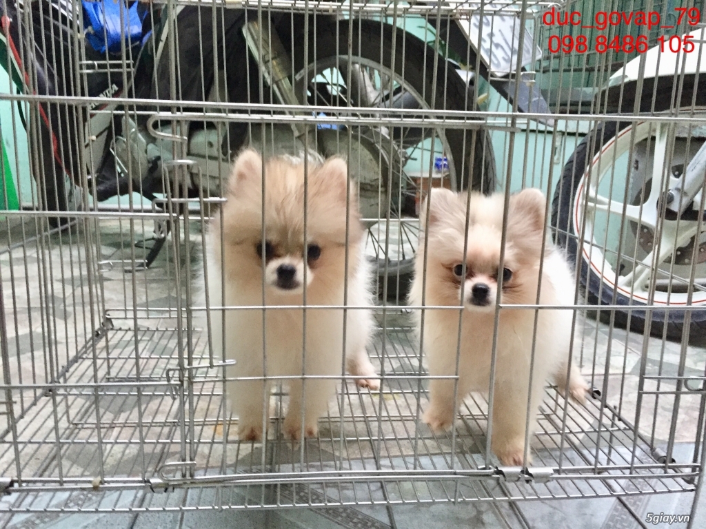 Cần bán bầy Phóc sóc gồm 5 đực - 2 cái - 5