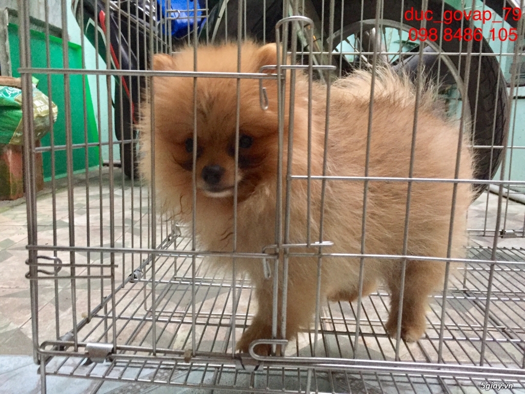 Cần bán bầy Phóc sóc gồm 5 đực - 2 cái - 2
