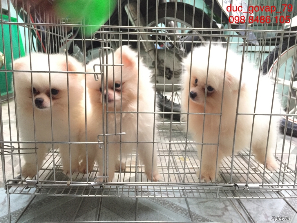 Cần bán bầy Phóc sóc gồm 5 đực - 2 cái