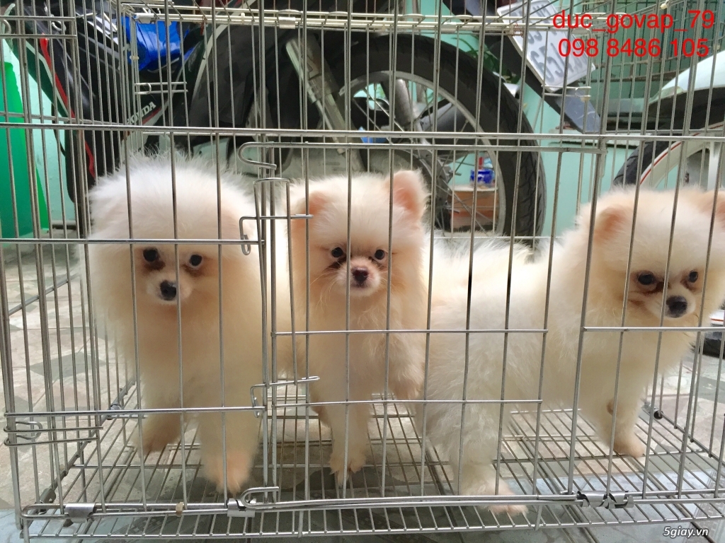 Cần bán bầy Phóc sóc gồm 5 đực - 2 cái - 4