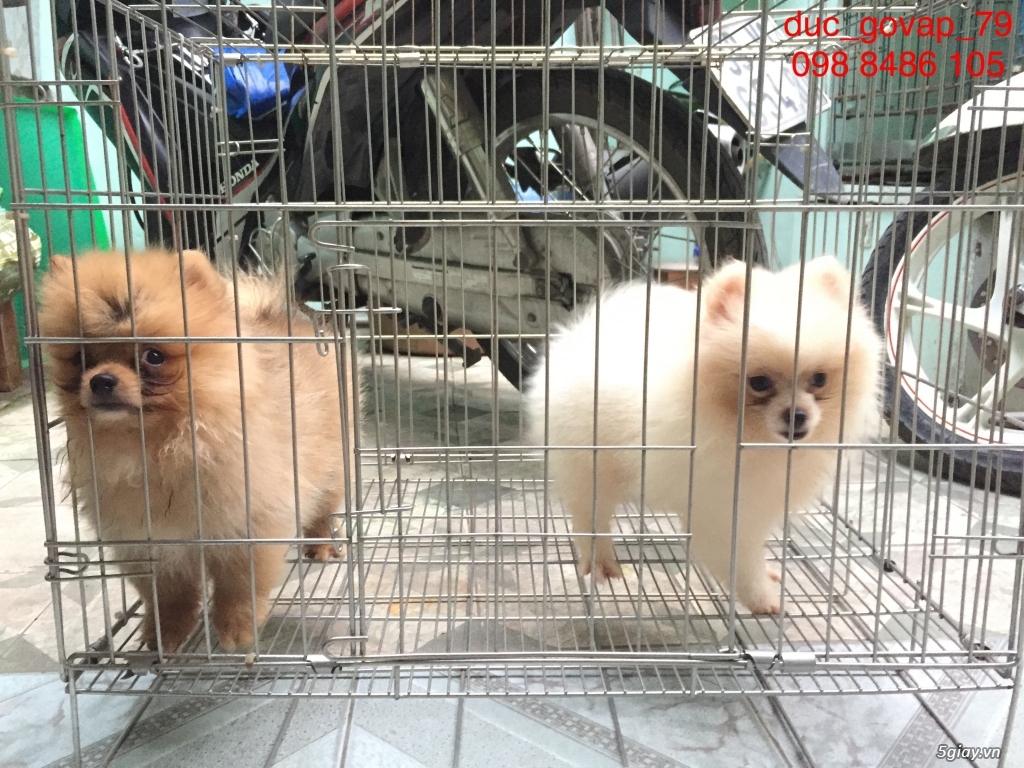 Cần bán bầy Phóc sóc gồm 5 đực - 2 cái - 3