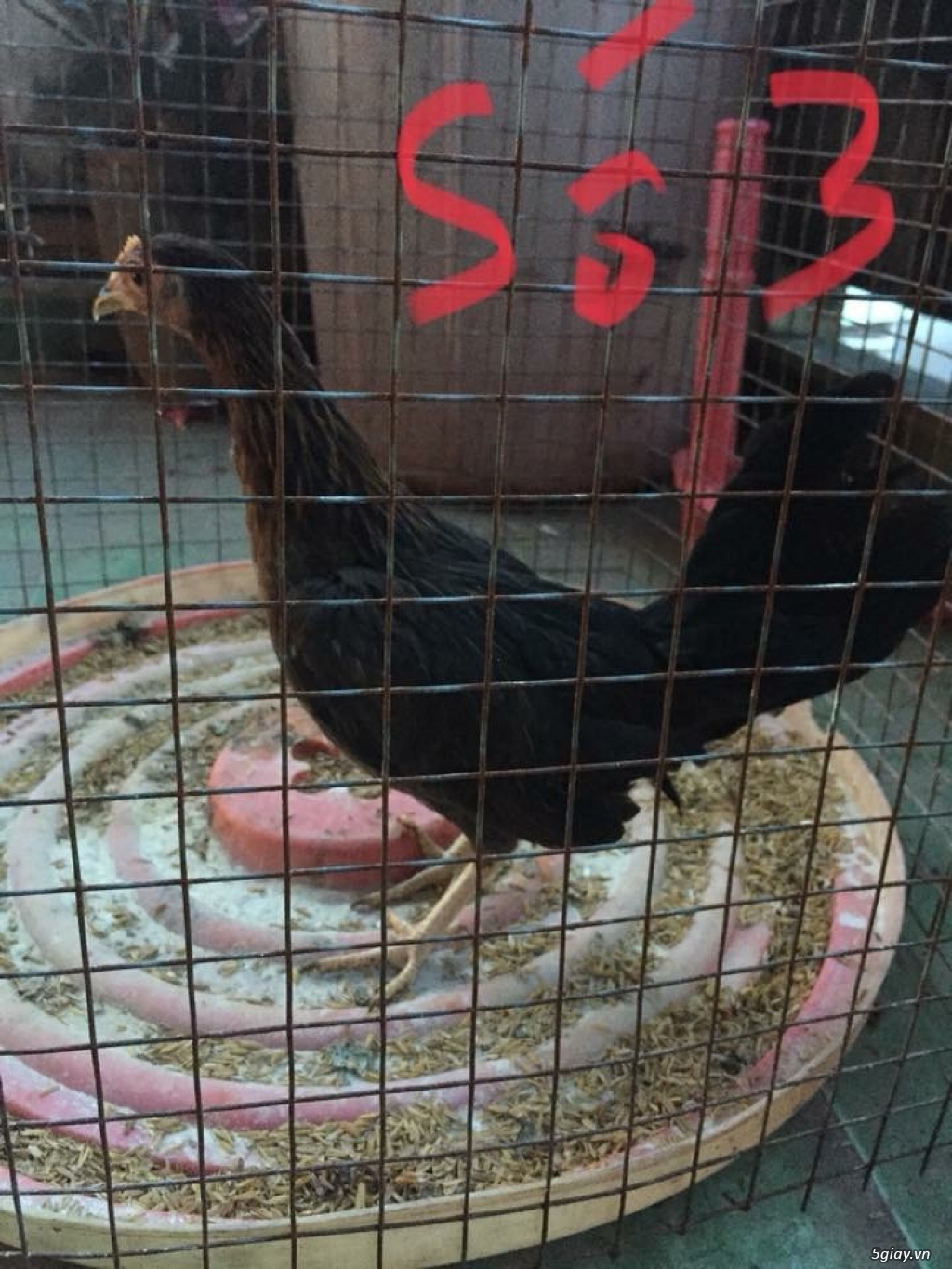 Cần bán gà tre mỹ tơ