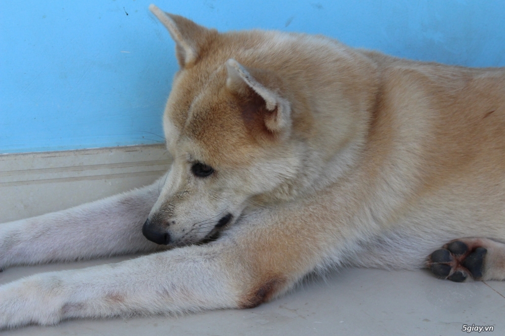 Akita 2 năm tuổi nhập khẩu. - 9