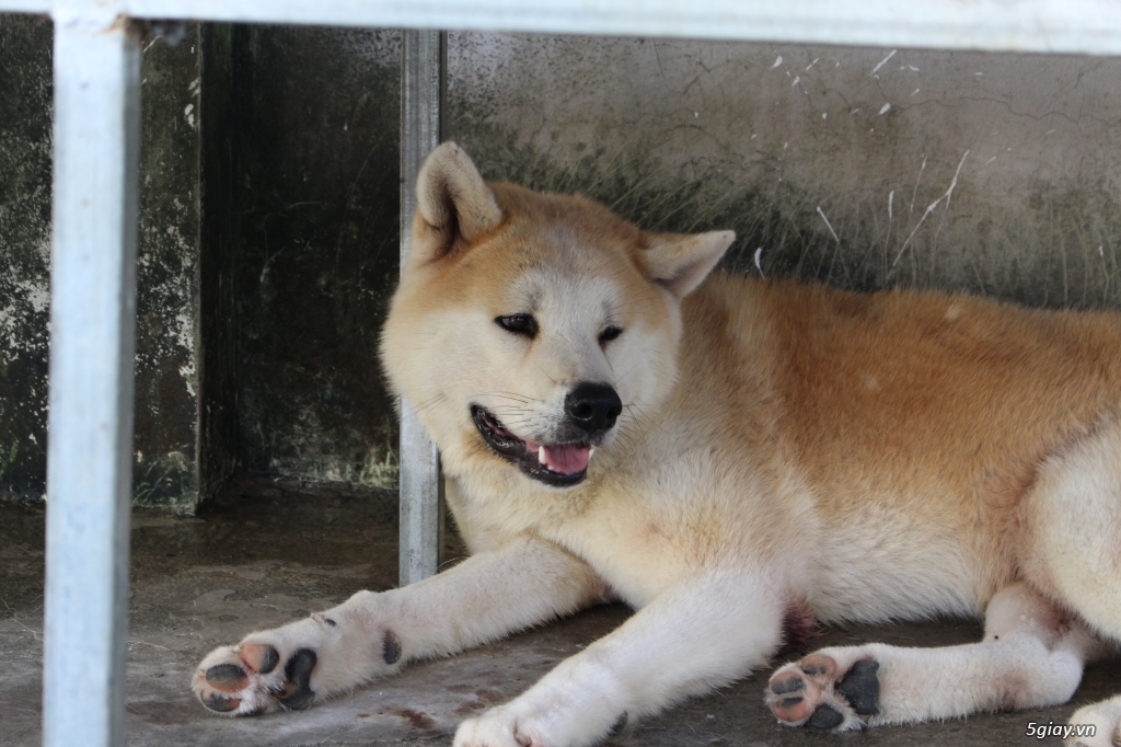 Akita 2 năm tuổi nhập khẩu. - 1