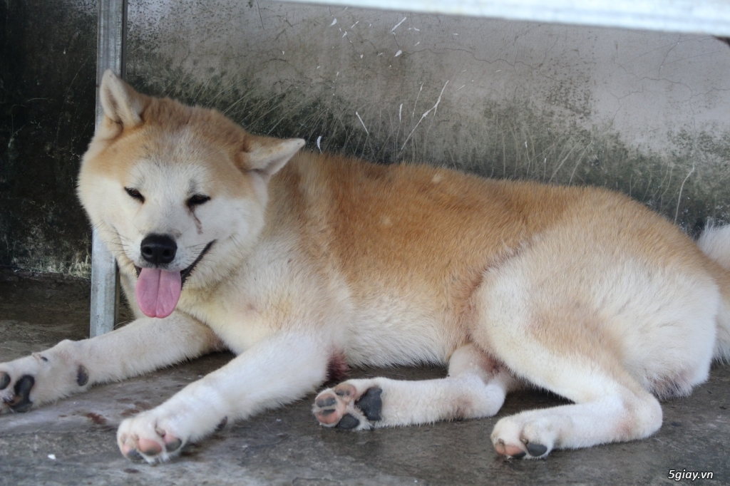 Akita 2 năm tuổi nhập khẩu. - 3