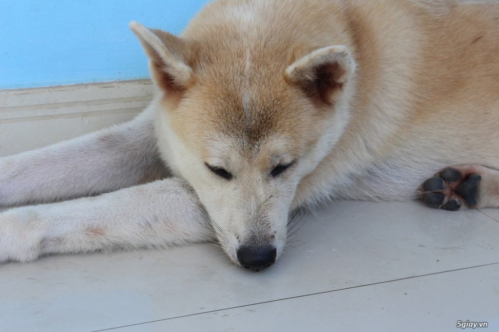 Akita 2 năm tuổi nhập khẩu. - 10