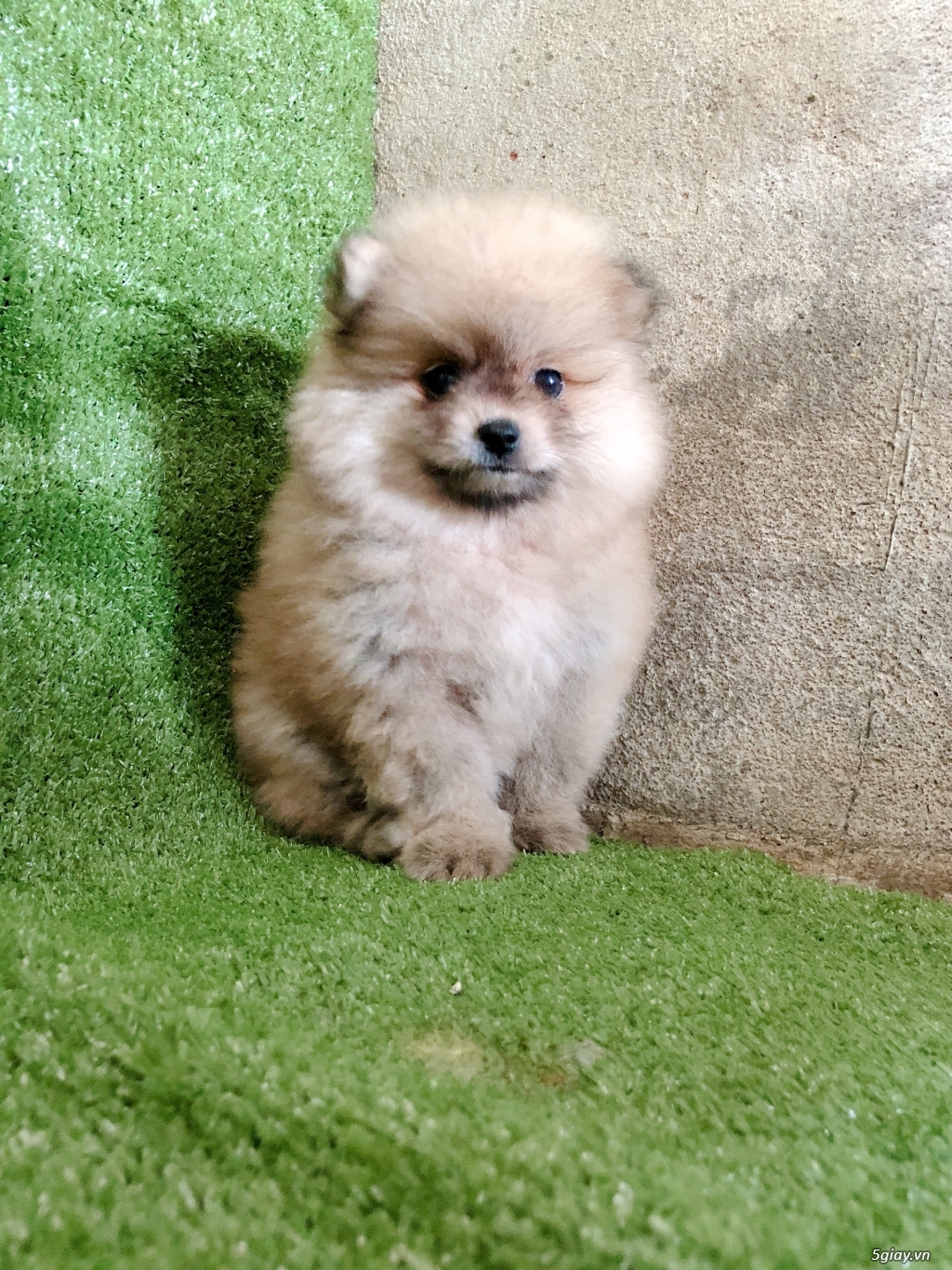 Cần bán 3 pé Pom mini mặt gấu đẹp - 2