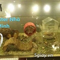 Cần bán chuột hamster, thỏ bọ nhím giá rẻ - 7