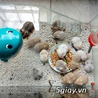 Bán chuột hamster, thỏ bọ, nhím giá rẻ nhất bình dương - 6